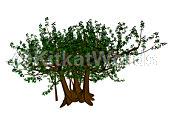banyan tree Image